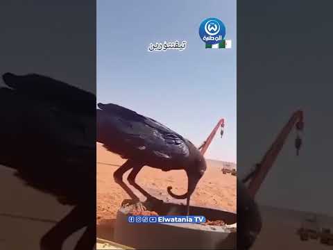 شاهد غراب بمنقار غريب في تيڨنتورين بصحراء الجزائر