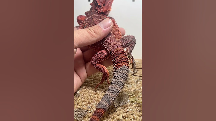 Watch This Bearded Dragon Gently Shed Its Skin  Immersive Reptile ASMR for Daily Relaxation #shorts