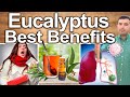 EUCALYPTUS EVERY DAY! - Best Ways To Take, Uses, Side Effects And Contraindications