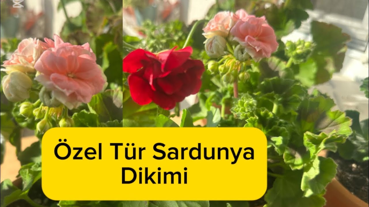 Yeni Aldığım Özel Tür Sardunyalarımın Saksı Değişimi #sardunya #sardunyabakımı #çiçek #sihirbaz