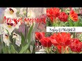 Леруа Мерлен   Новый обзор  Орхидей 🪴 красивые  и нежные  Домашние цветы в Leroy  🌹 17/2021г
