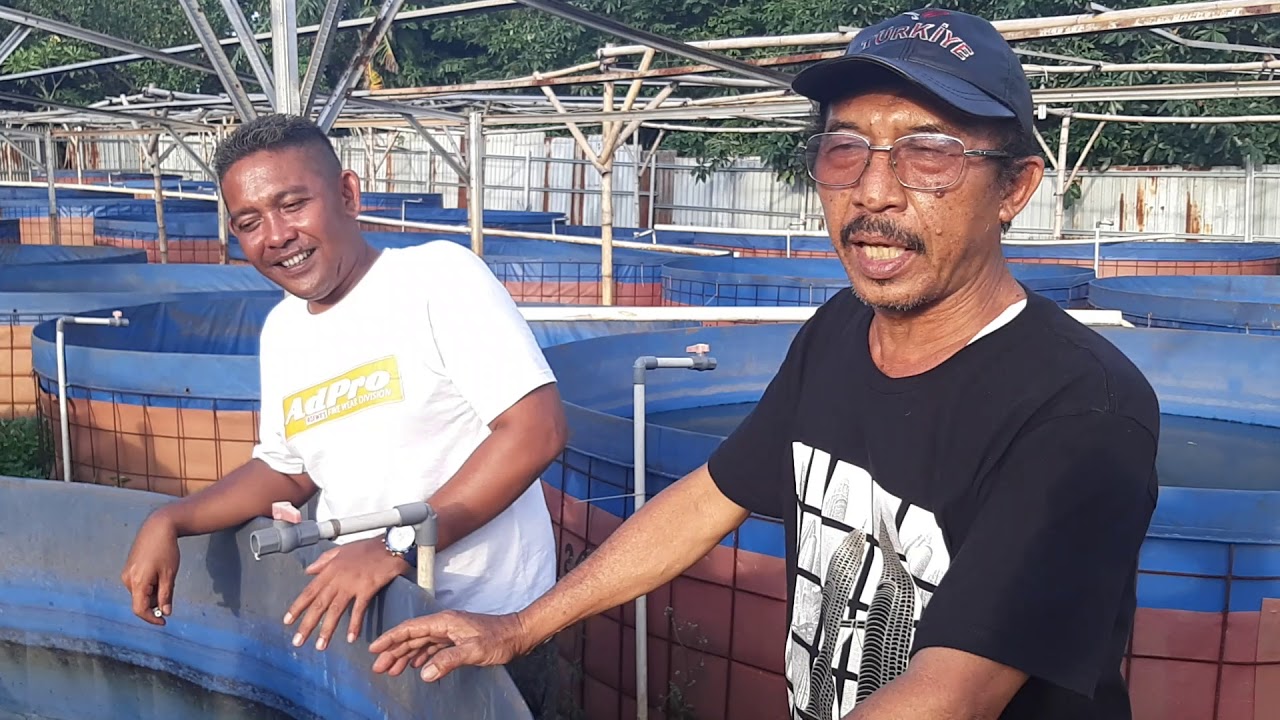 Seperti apa sich "Cara beternak lele" ala #William_Perkasa 