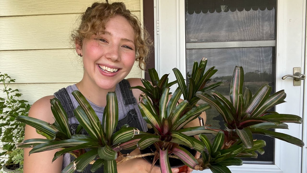 How To Attach Bromeliads To A Tree