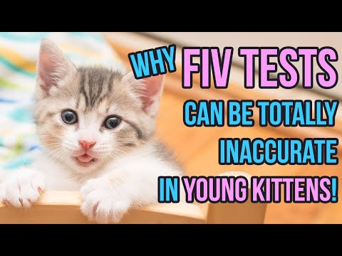 FIV Tests In Young Kittens And Why A Young Kitten Who Tests Positive Is Most Likely Negative 