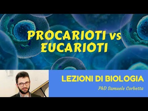 Video: Differenza Tra Promotori Eucariotici E Procarioti