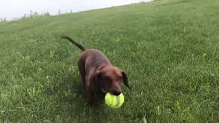 Dachshund Pitch and Fetch Lake Superior