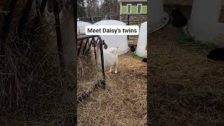 Our Goat Faisy Had Twins Baby Goats This Morning.