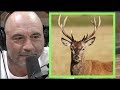 Joe rogan  most people have never been around actual wildlife wsteve rinella