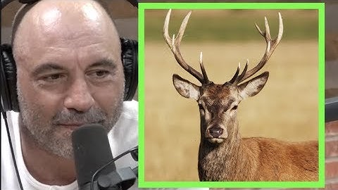 Joe Rogan | Most People Have Never Been Around Actual Wildlife w/Steve Rinella