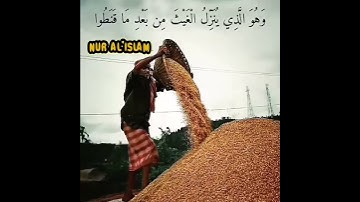 القارئ الشيخ نعمه الحسان - سورة الشورى