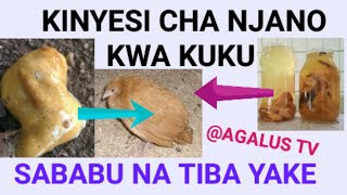 KINYESI CHA KUKU RANGI  YA NJANO: MAANA NA TIBA ZAKE