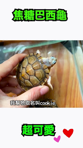 昆蟲擾西吳沁婕dee The Bugbuff 昆蟲擾西吳沁婕dee The Bugbuff