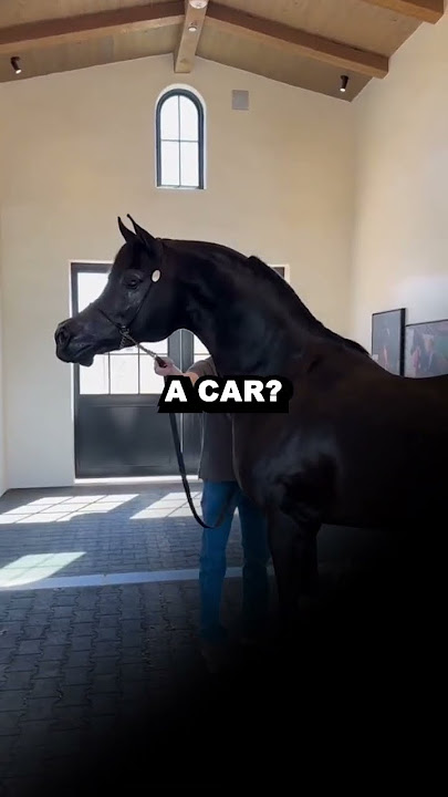 Puma and Horse Sound Like Car Engines