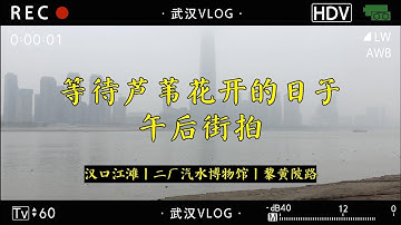 等待汉口江滩芦苇，武汉午后街拍