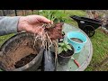 How i cut 1 sweetpotato to grow 100 sweet potatoes garden