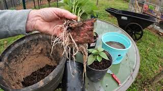 HOW I CUT 1 #SWEETPOTATO TO GROW 100 SWEET POTATOES #GARDEN