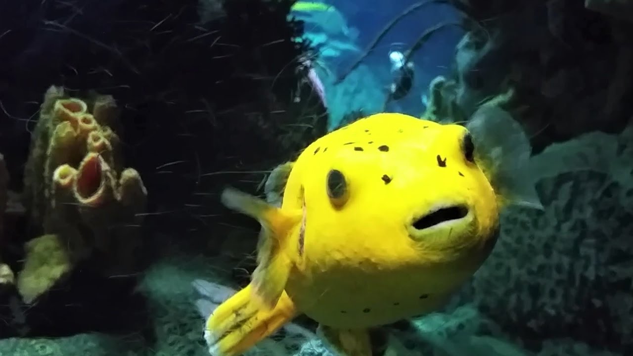 Yellow Puffer Fish (Cute) - Lisbon Oceanarium 2016 - YouTube