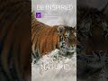 432Hz Tiger Essence Awaken Your Inner Strength And Courage Shorts 432Hz Tiger Essence Awaken Your Inner Strength And Courage Shorts