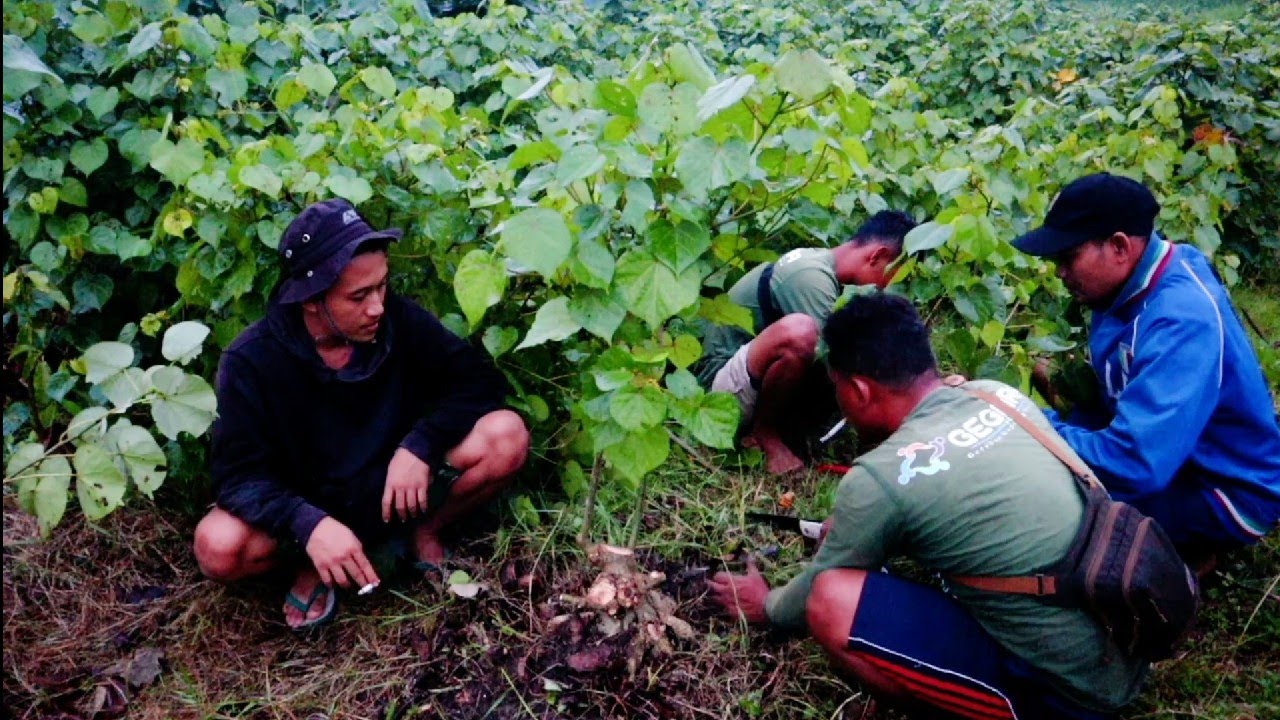 MENGKONSEP RATUSAN BAHAN BONSAI BERSAMA MAS ANGGA, MAS YANU DAN MAS DIAN