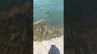 Esto salió 😱 | río cautin Temuco