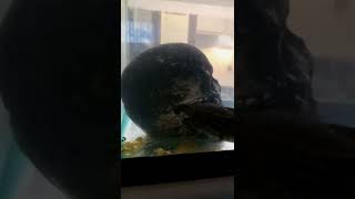 Hand feeding my Axolotl Tilapia... Love this guy...