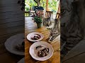 Bloopers from feed my cats w me video, Ciri was distracting me 😀 #shorts #catshorts #rawdiet #cat