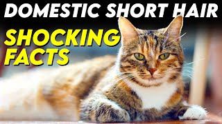 Mind-Blowing Facts About Domestic Shorthair Cats: Prepare to Be Amazed by Wiggle Paw 377 views 8 months ago 8 minutes, 49 seconds