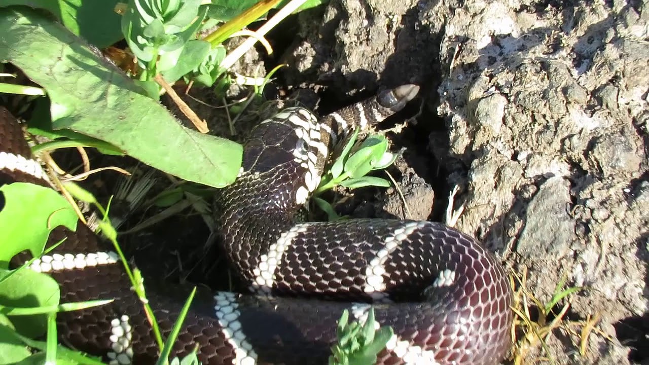 Image showcasing Kingsnake eating rattlesnake 4 26 20 - YouTube