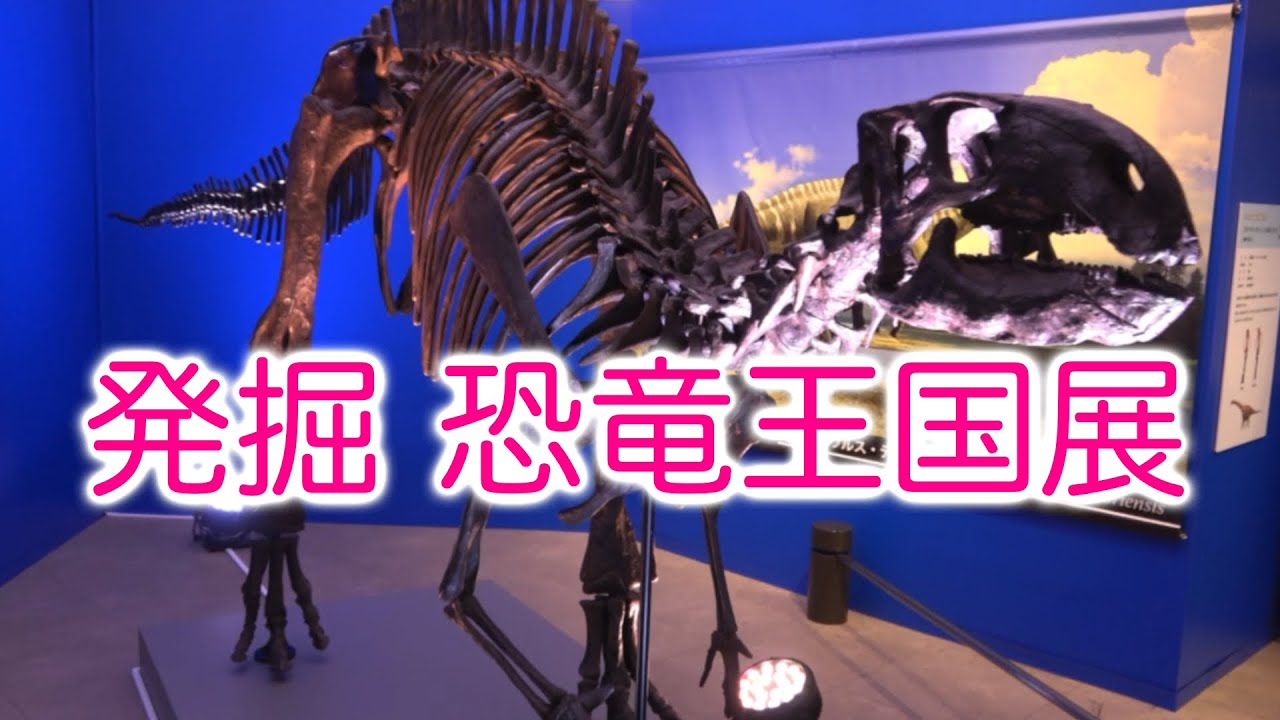 動画を再生