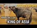 Saturday peshawar mandi ke rates bohot achay  king of asia 5 lack ka bohot sasta cow mandi 2024