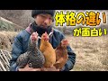 純国産鶏「あずさ・岡崎おうはん・名古屋コーチン」3品種交流会!イキってるコーチン姫にご注目?!