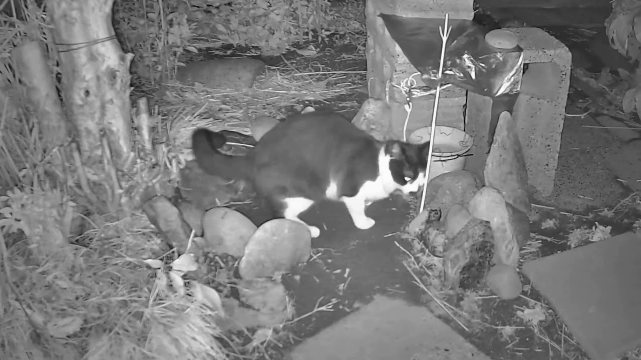 紐罠 ひもわな で猫を手軽に捕獲する方法