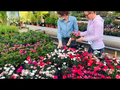 Video: Sjetva Cvijeća U Siječnju