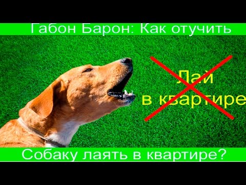 Вопрос: Что делать у соседей собака воет и лает, когда они уходят на работу?