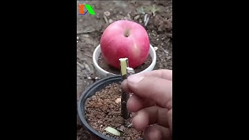 Hướng dẫn ghép Táo đơn giản, sống 100%