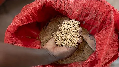 Culinary innovator Fatmata Binta appointed FAO's Goodwill Ambassador for Africa