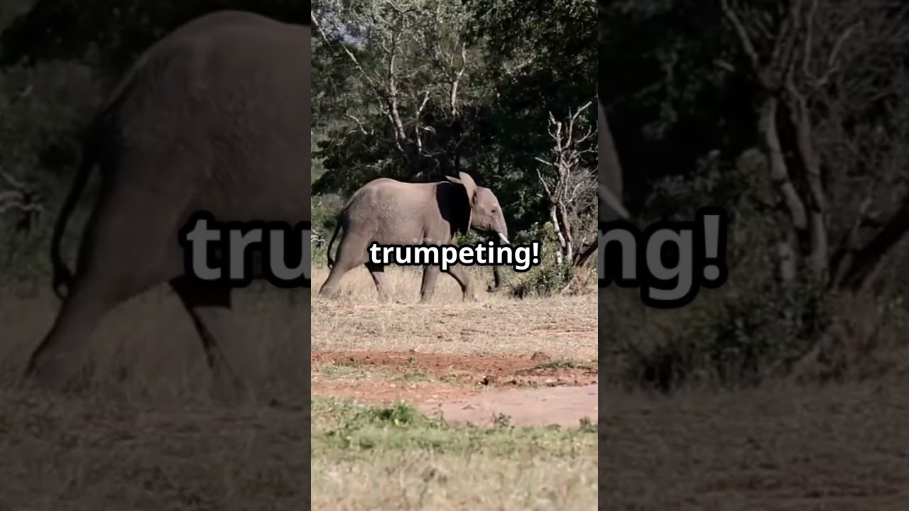 🇸🇸 Discover South Sudan in 60 Seconds! | 