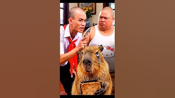 Bình đổ cho Capy đi chơi nét nợ 1 tỷ cây vàng #shorts #capy #capybara