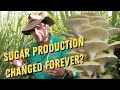 Has Sugar Production Changed Forever? Find Out About a Game Changing Transformation!