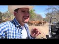 Aplicando un lquido para las moscas en el ganado beefmaster ranchero95
