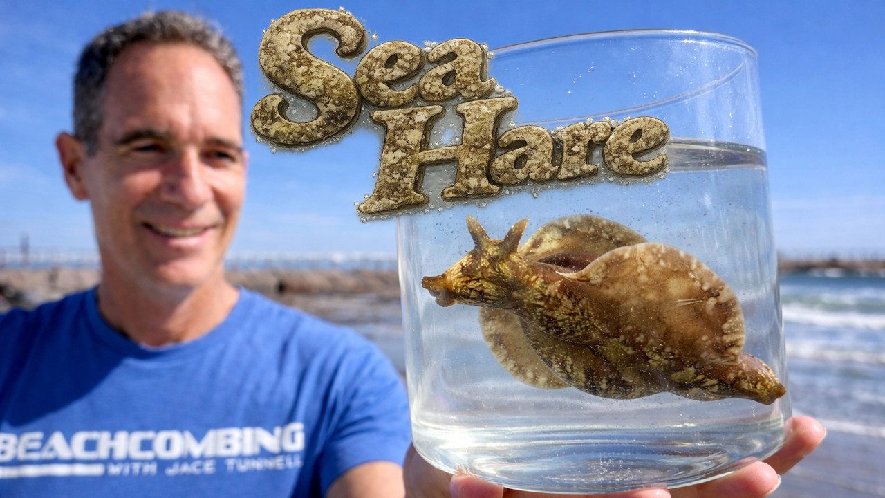 Mottled Sea Hares Wash Ashore! What’s Going On?