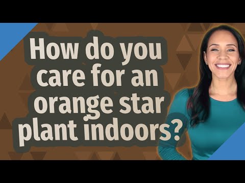 Wideo: Informacje o roślinach Orange Star - Dowiedz się więcej o pielęgnacji roślin Orange Star