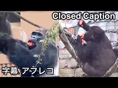 Vidéo: Le verre Gorilla se fissure-t-il ?