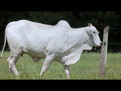 LOTE 163 - CSCF 7242