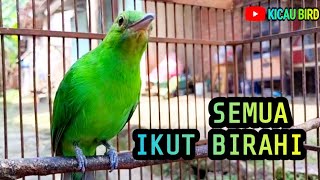 BURUNG SATU RT PADA BIRAHI