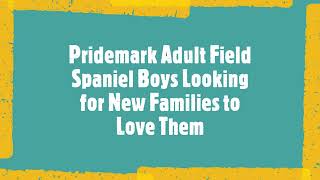 Available Pridemark Boys by Linda Osborn 16 views 1 year ago 51 seconds