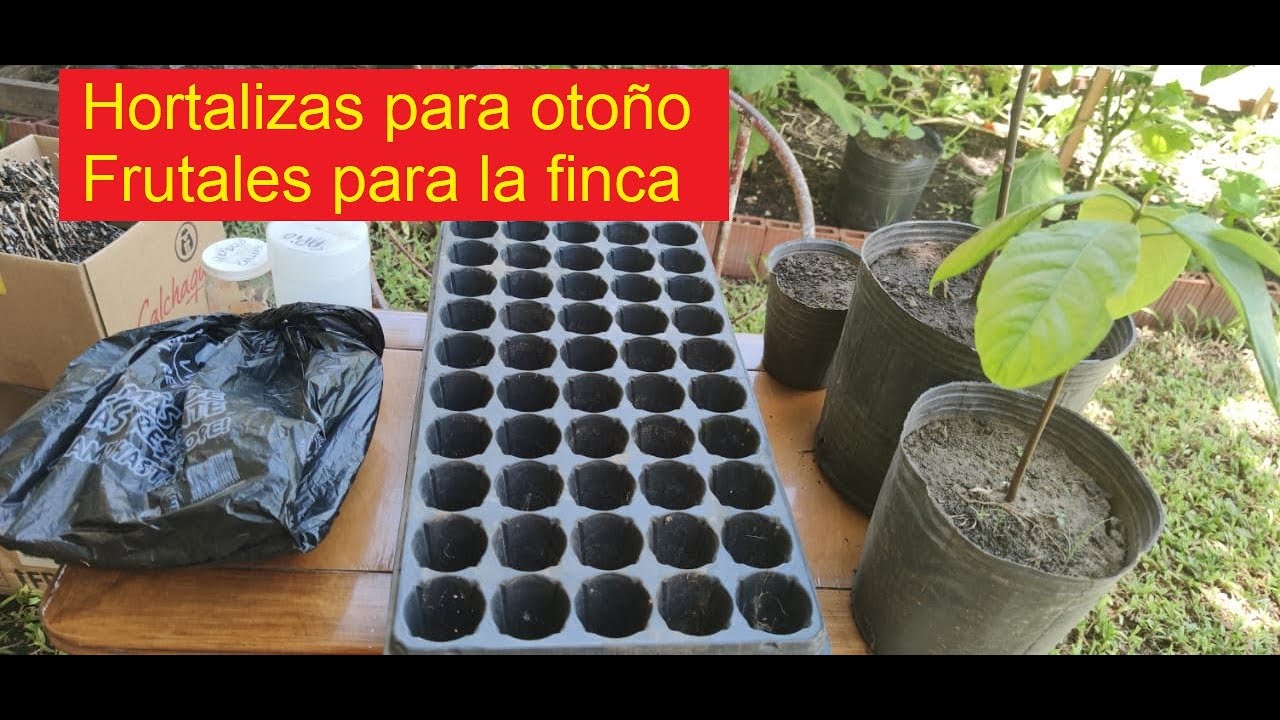 SIEMBRA DE FEBRERO, HUERTA DE OTOÑO