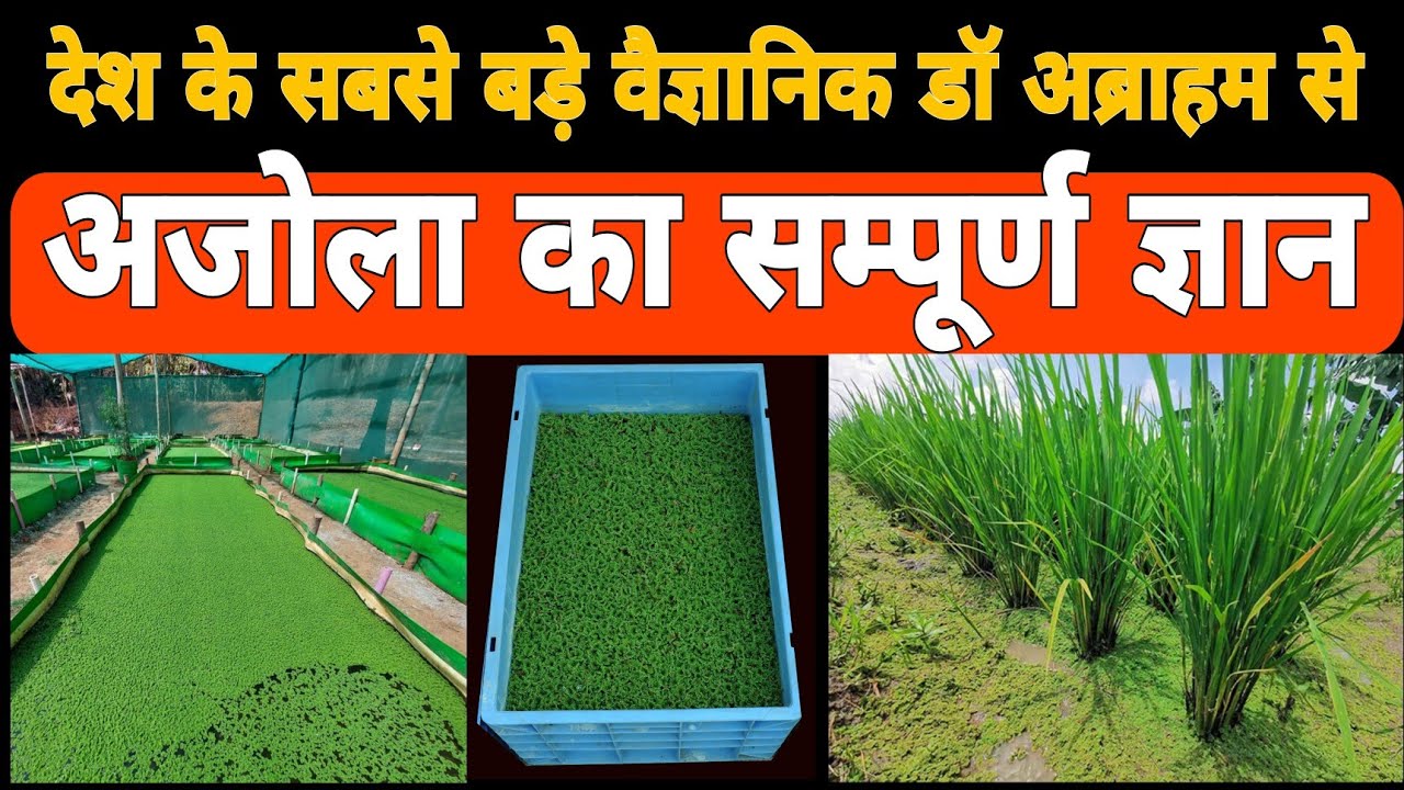 अजोला उत्पादन का वैज्ञानिक तरीका व उपयोग Azolla Production Technology पुसा वैज्ञानिक डॉ अब्राहम