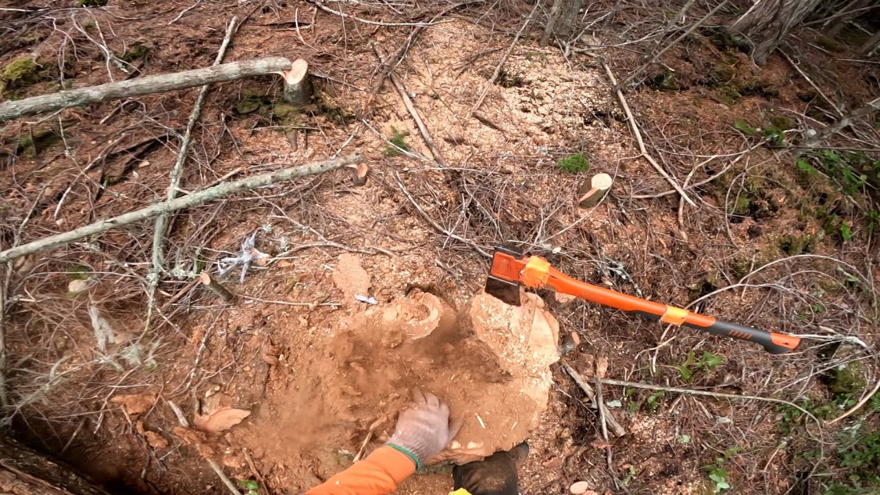 Hazard Tree Felling - YouTube