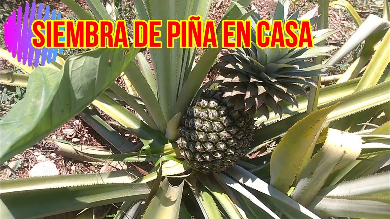 COMO SEMBRAR PIÑA EN CASA, REPRODUCCION Y CULTIVO DE PIÑA, ANANÁS - YouTube